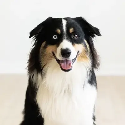 Chiropractor-Springfield-IL-PAWsitivity Patrol